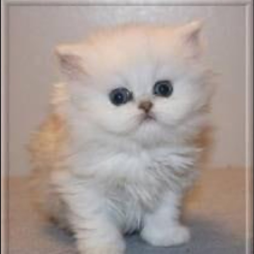 Meet your Posher, Matthew